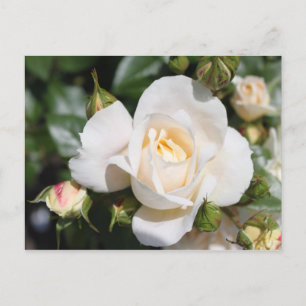 Carte Postale belle fleur de rose blanche. amour et romance
