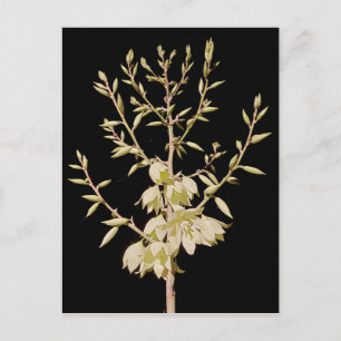 Carte Postale Belle fleur de Yucca à la nuit au Texas