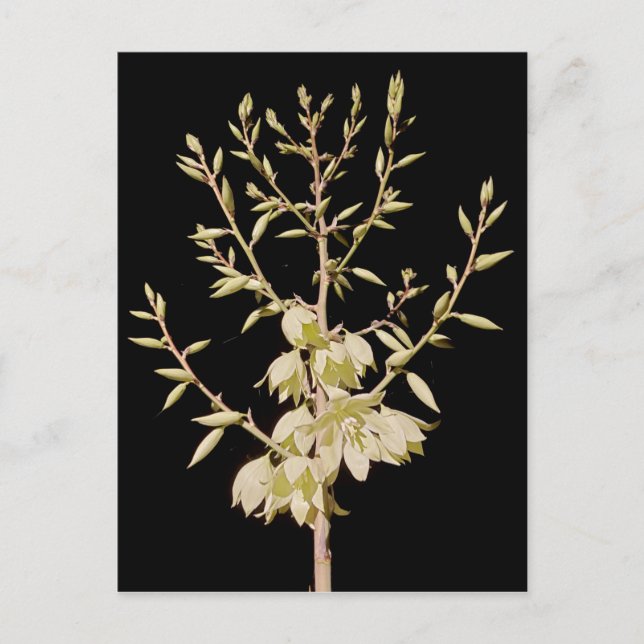 Carte Postale Belle fleur de Yucca à la nuit au Texas (Devant)