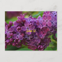 Belle fleur lilas