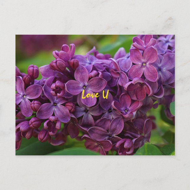 Carte Postale Belle fleur lilas (Devant)