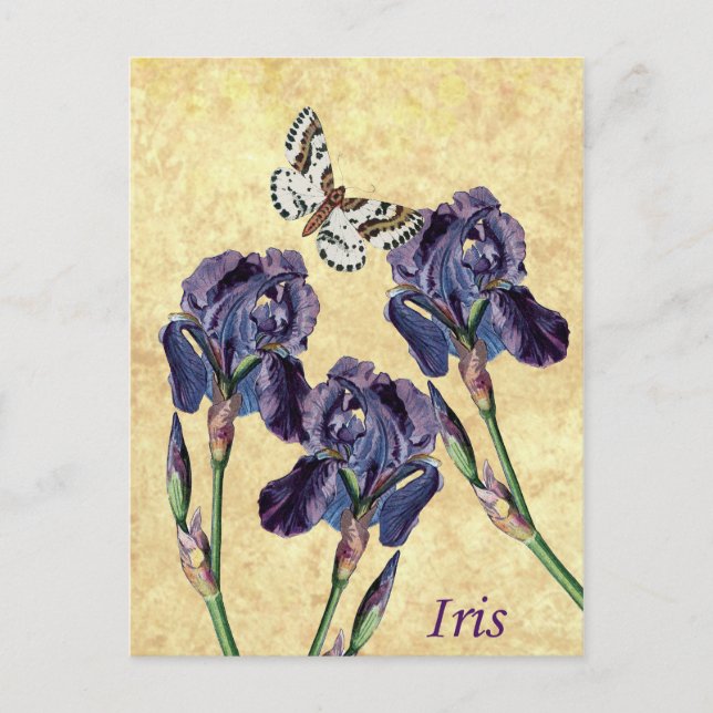 Carte Postale Belle Fleurs d'Iris pourpres et Papillon (Devant)