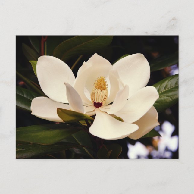Carte Postale Belle floraison d'arbre de Magnolia blanc Gros pla (Devant)