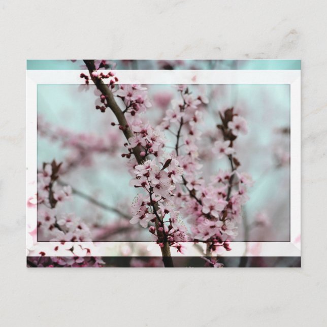 Carte Postale Belle floraison de cerisiers de printemps (Devant)