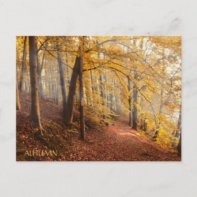 Carte Postale Belle forêt d'automne (Devant)