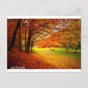 Carte Postale Belle forêt d'automne
