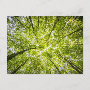 Carte Postale Belle Forêt Verte