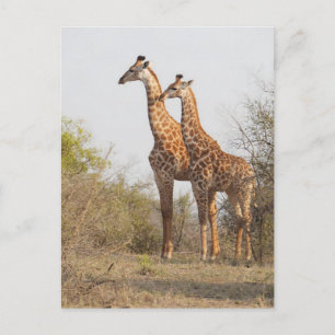 Carte Postale Belle Giraffe Nature Photographie