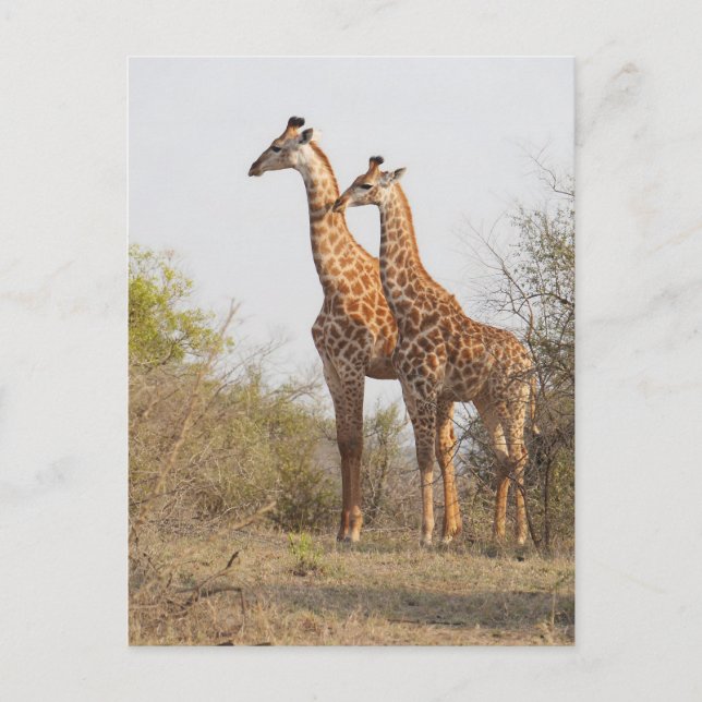 Carte Postale Belle Giraffe Nature Photographie (Devant)
