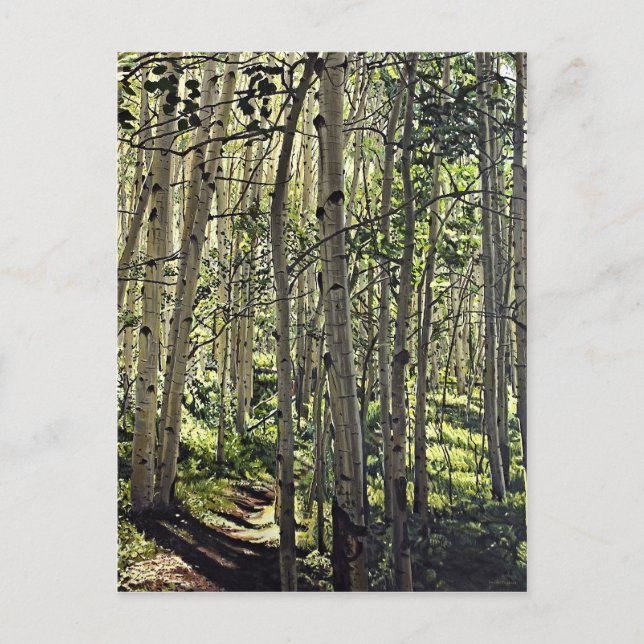 Carte Postale Belle Grove d'Aspen Trees en Butte Crested (Devant)
