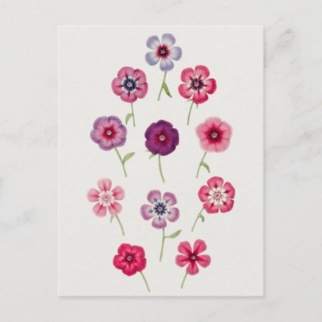 Carte Postale Belle illustration botanique Vintage (Devant)