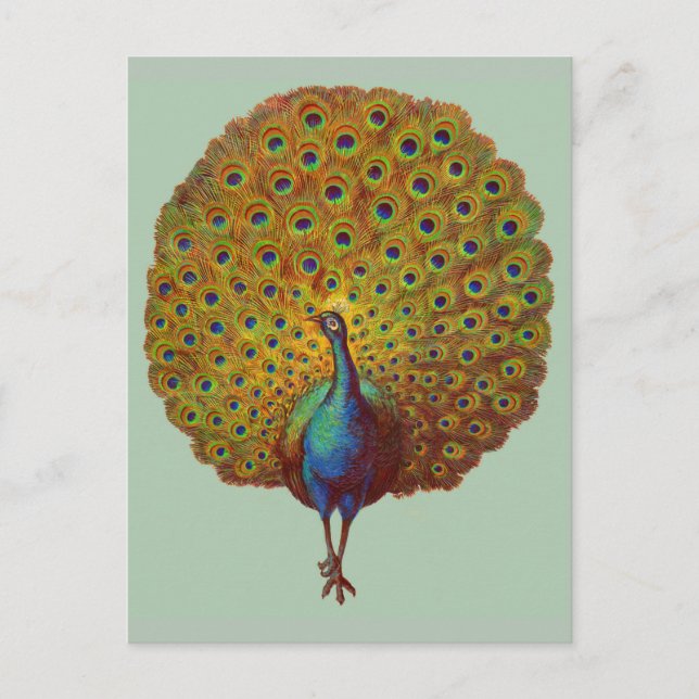 Carte Postale belle impression de paon victorien (Devant)