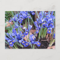 BELLE IRIS