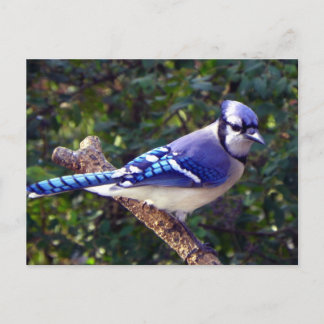 Carte Postale Belle Jay Bleu