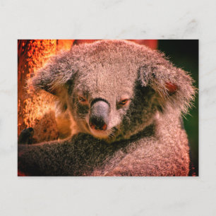Carte Postale Belle Koala