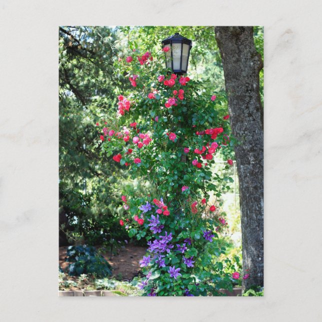 Carte Postale Belle Lumière (Devant)