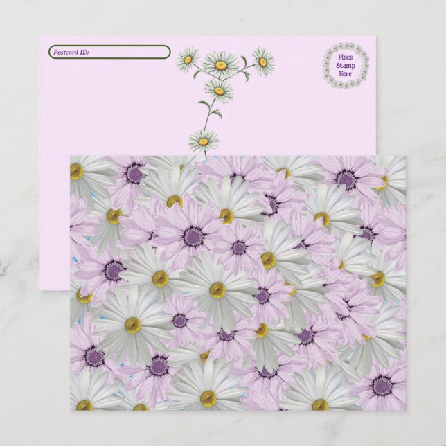 Carte Postale Belle marguerite rose & blanc (Devant / Derrière)
