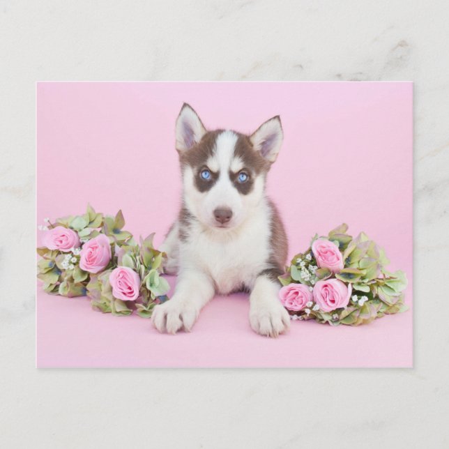 Carte Postale Belle marionnette Husky aux roses roses roses (Devant)