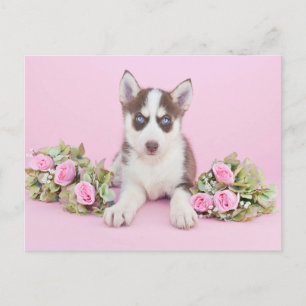 Carte Postale Belle marionnette Husky aux roses roses roses