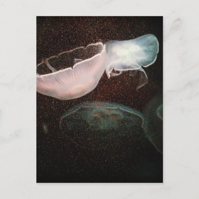 Carte Postale Belle méduse (Devant)