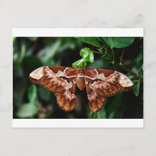 Carte Postale Belle Moth Atlas