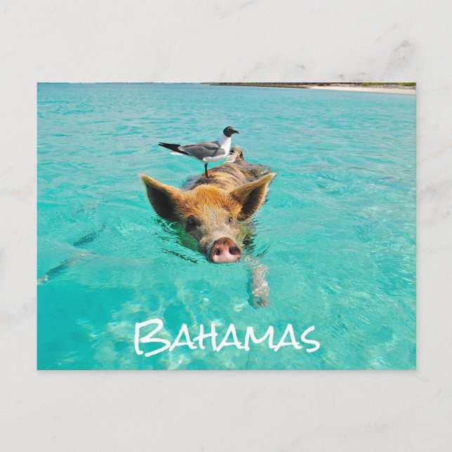 Carte Postale Belle natation Cochon Exuma Bahamas (Devant)
