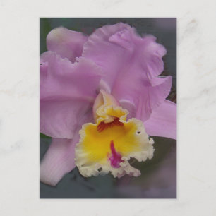 Carte Postale Belle orchidée