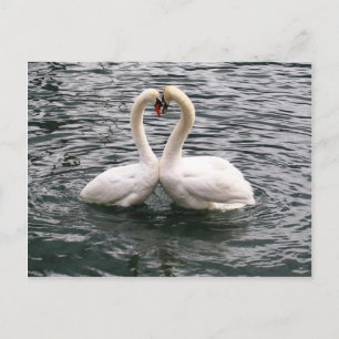 Carte Postale Belle paire de cygne