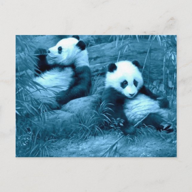Carte Postale belle panda extraordinaire (Devant)
