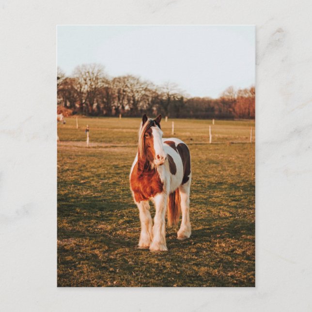 Carte Postale Belle peinture Brown Brouillon Cheval Photo (Devant)