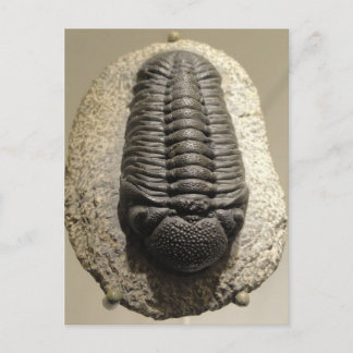 Carte Postale Belle Phacops trilobite photo fossile