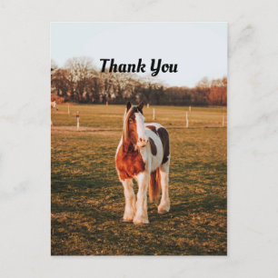 Carte Postale Belle photo de cheval de trait paint brun Merci