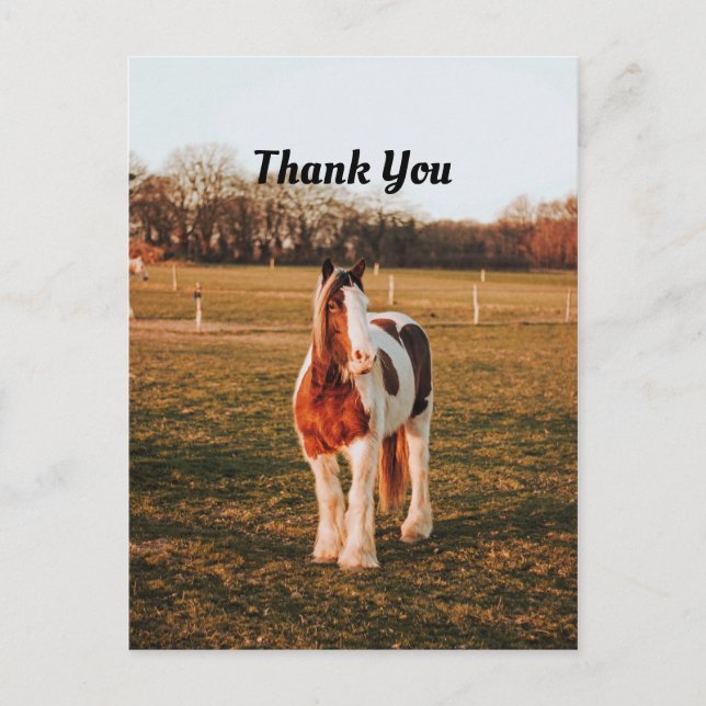 Carte Postale Belle photo de cheval de trait paint brun Merci (Devant)