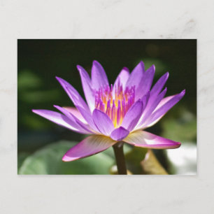 Carte Postale Belle photo de couleur violet et jaune Lotus !