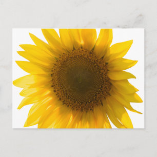 Carte Postale Belle photo de tournesol réel motif minimaliste