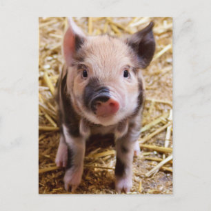 Carte Postale Belle photo d'un bébé porc