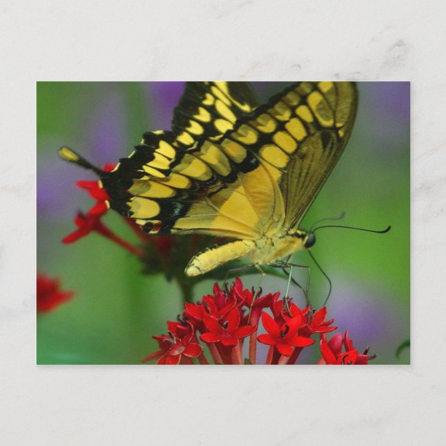 Carte Postale Belle photo Monarch Butterfly (Devant)