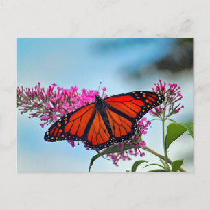 Carte Postale Belle photo Monarch Butterfly