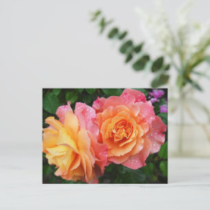 Carte Postale Belle photo rose rose et orange