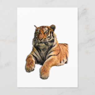 Carte Postale Belle photo Tigre du Bengale Visage et pattes