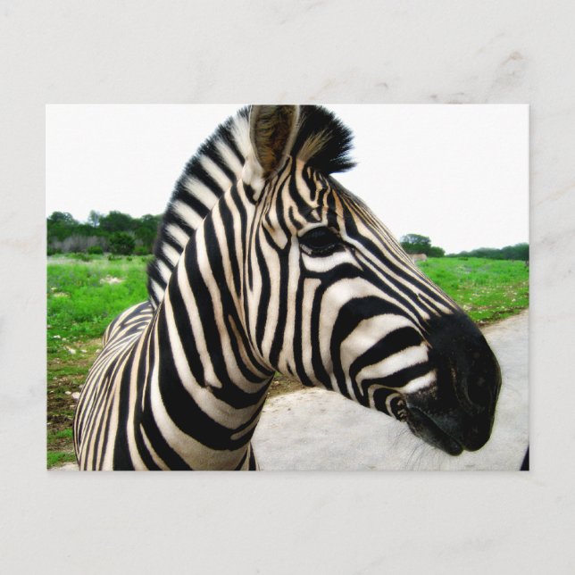 Carte Postale Belle photo Zebra (Devant)