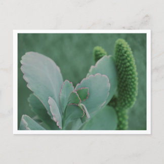 Carte Postale Belle photographie d'art de plante du désert