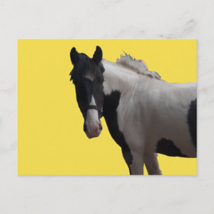 Carte Postale Belle Piebald Pony