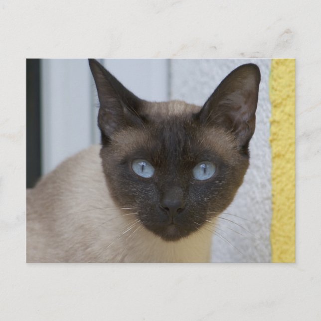 Carte Postale Belle pointe de phoque Chat siamois (Devant)