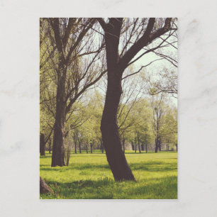 Carte Postale Belle prairie