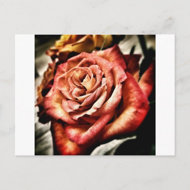 Carte Postale Belle Rose (Devant)