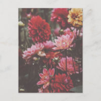 Belle rose Fleurs d'automne Beaux art Photographie