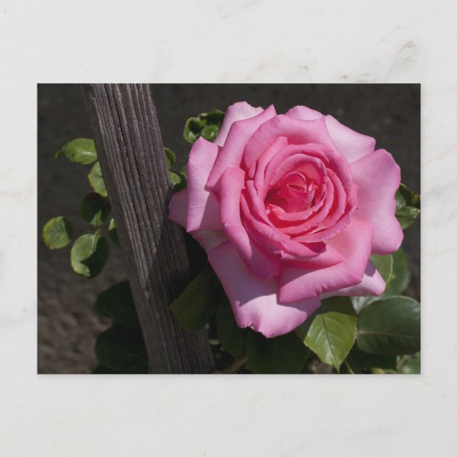 Carte Postale Belle rose rose rose (Devant)
