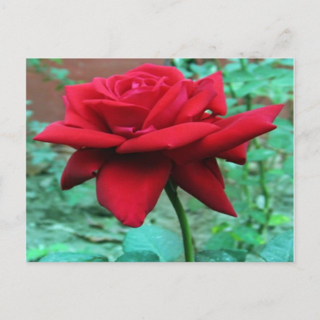 Carte Postale Belle Rose Rouge (Devant)