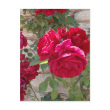 Belle Rose Rouge